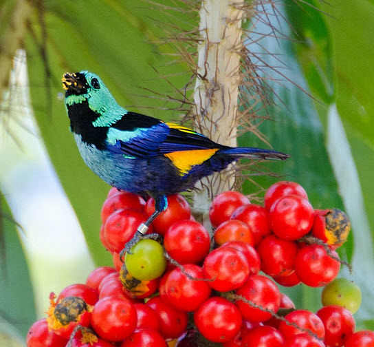Seven-colored tanager.jpg
