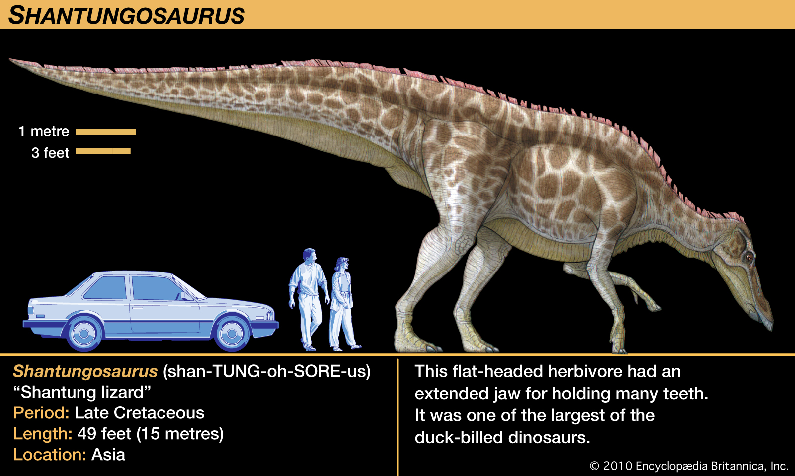 Shantungosaurus-relative-Cretaceous-jaw-teeth-Anatosaurus.jpg