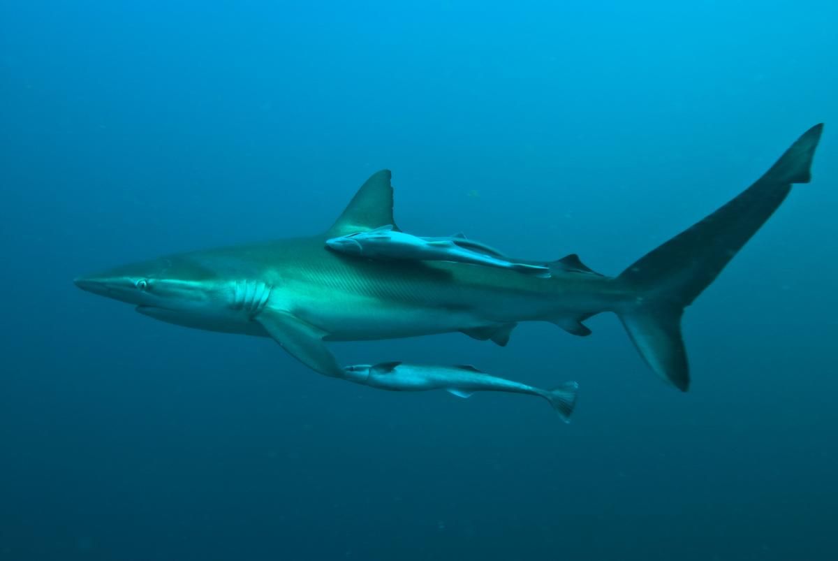 shark and remora.jpg