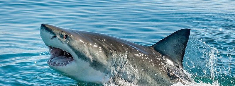 shark.jpg