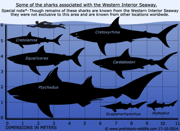 sharks-of-the-western-interior-seaway.jpg