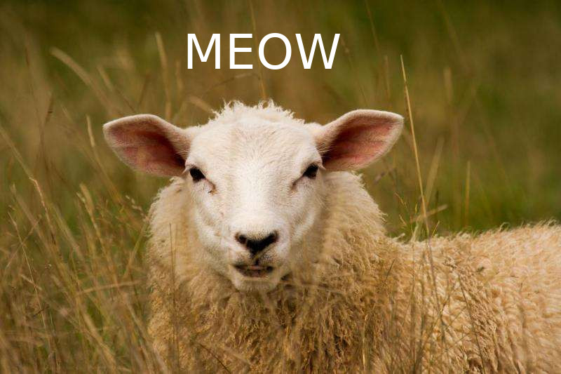 sheep.jpg