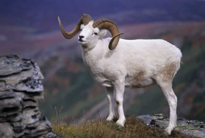 sheep.jpg