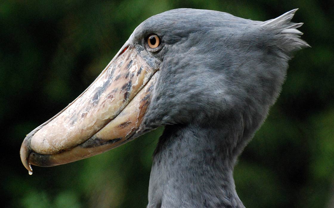 Shoebill-2.jpg