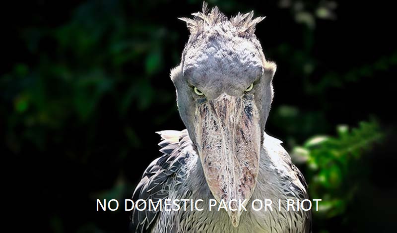shoebill.jpg