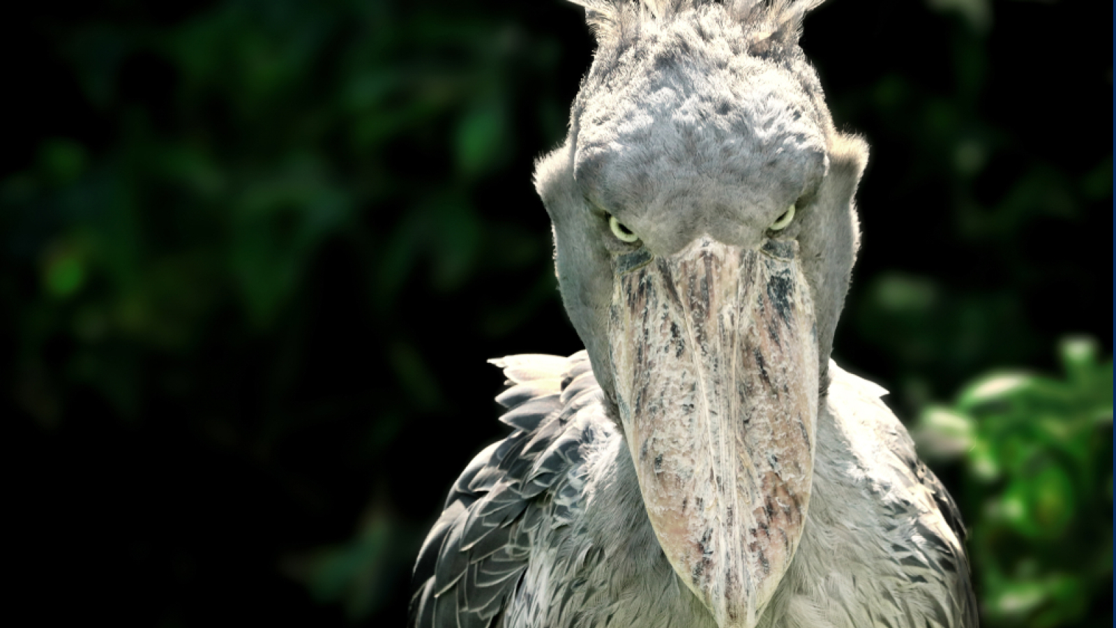 shoebill.jpg