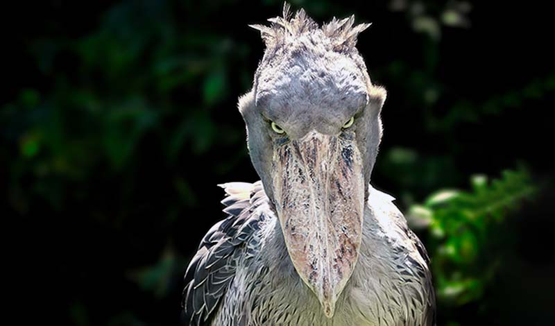 Shoebill-Stork.jpg
