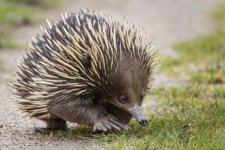 short-beaked-echidna.jpg