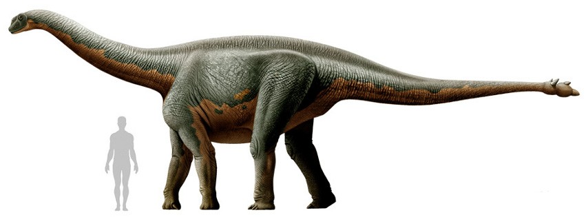 Shunosaurus(2).jpg