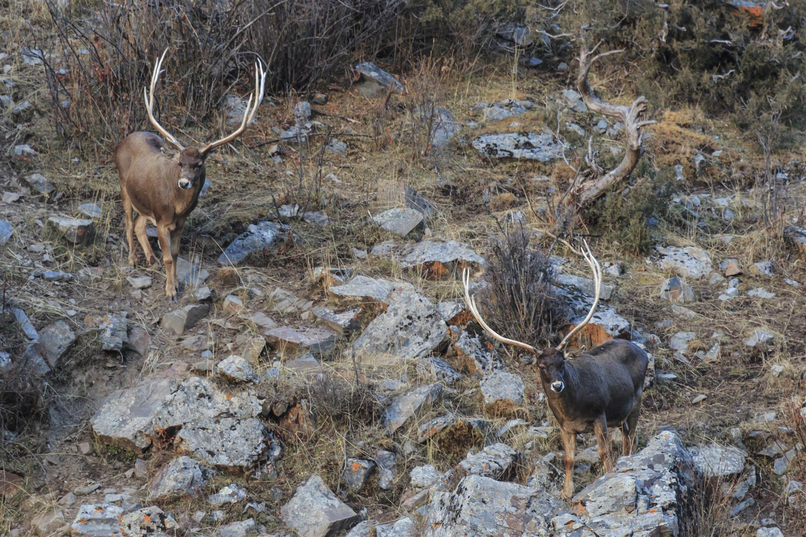 shutterstock_757420285.jpg-Thorolds-Deer-Large.jpg