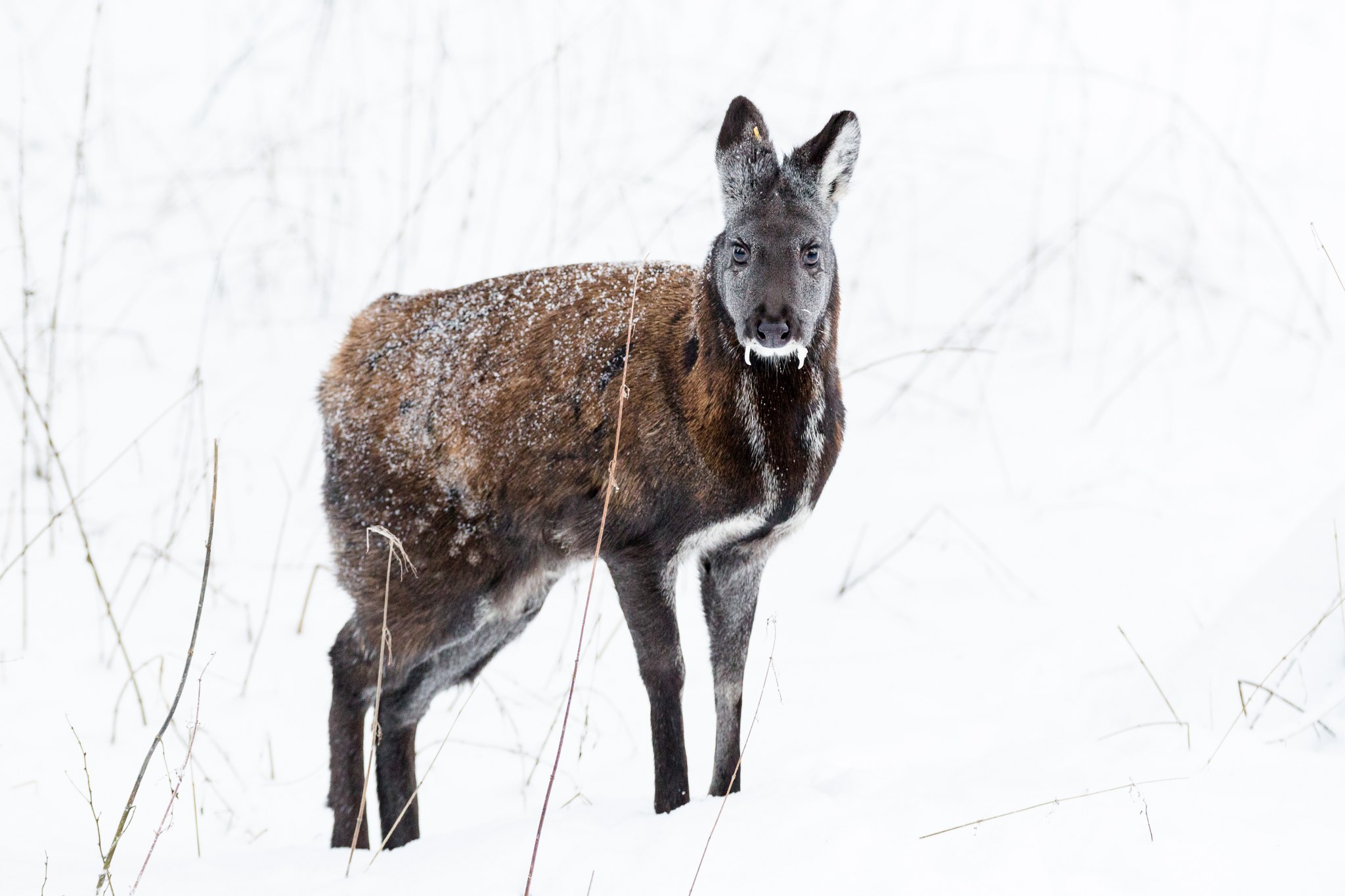 Siberian Musk Deer 02.jpg