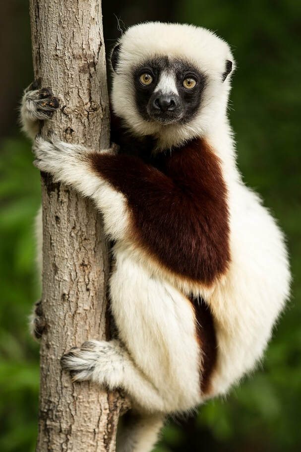 sifaka-lemur-1794519-1920-resize.jpg