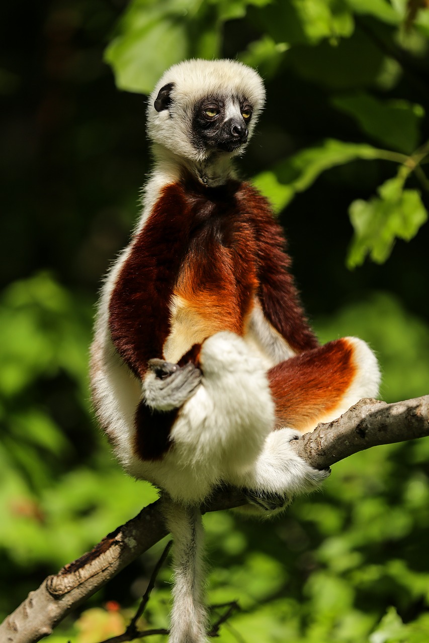 sifaka s.jpg