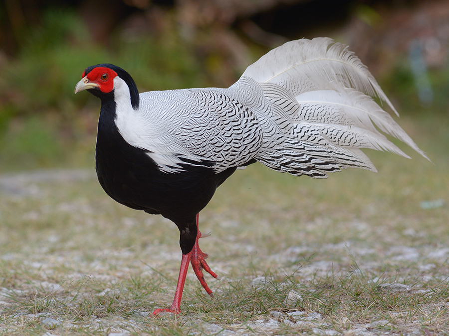 SilverPheasant.jpg