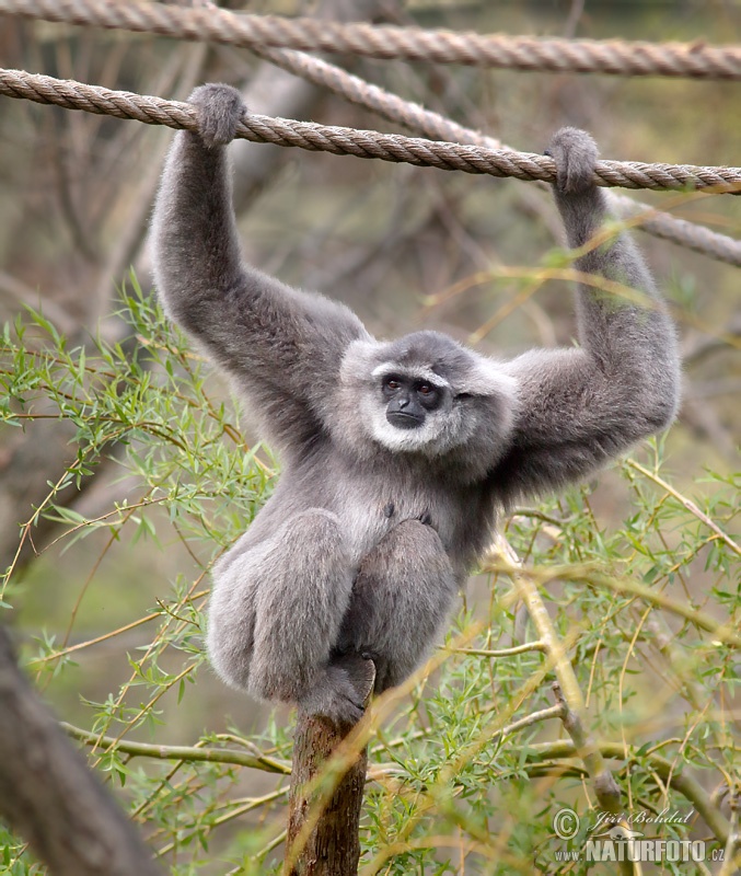 silvery-gibbon-217586.jpg