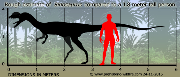 sinosaurus-size.jpg