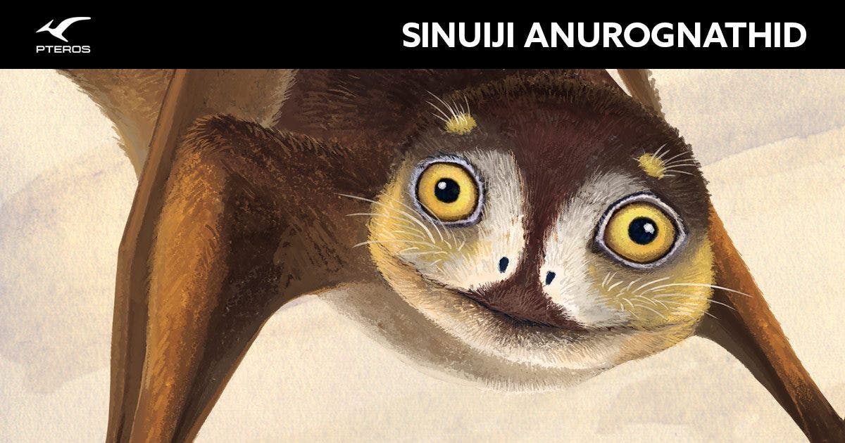 sinuiju-anurognathid.jpg