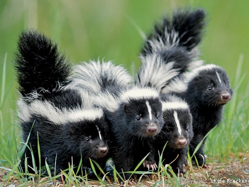 skunk-stripped-babies-Kyle-Breckenridge-570x375__01.jpg