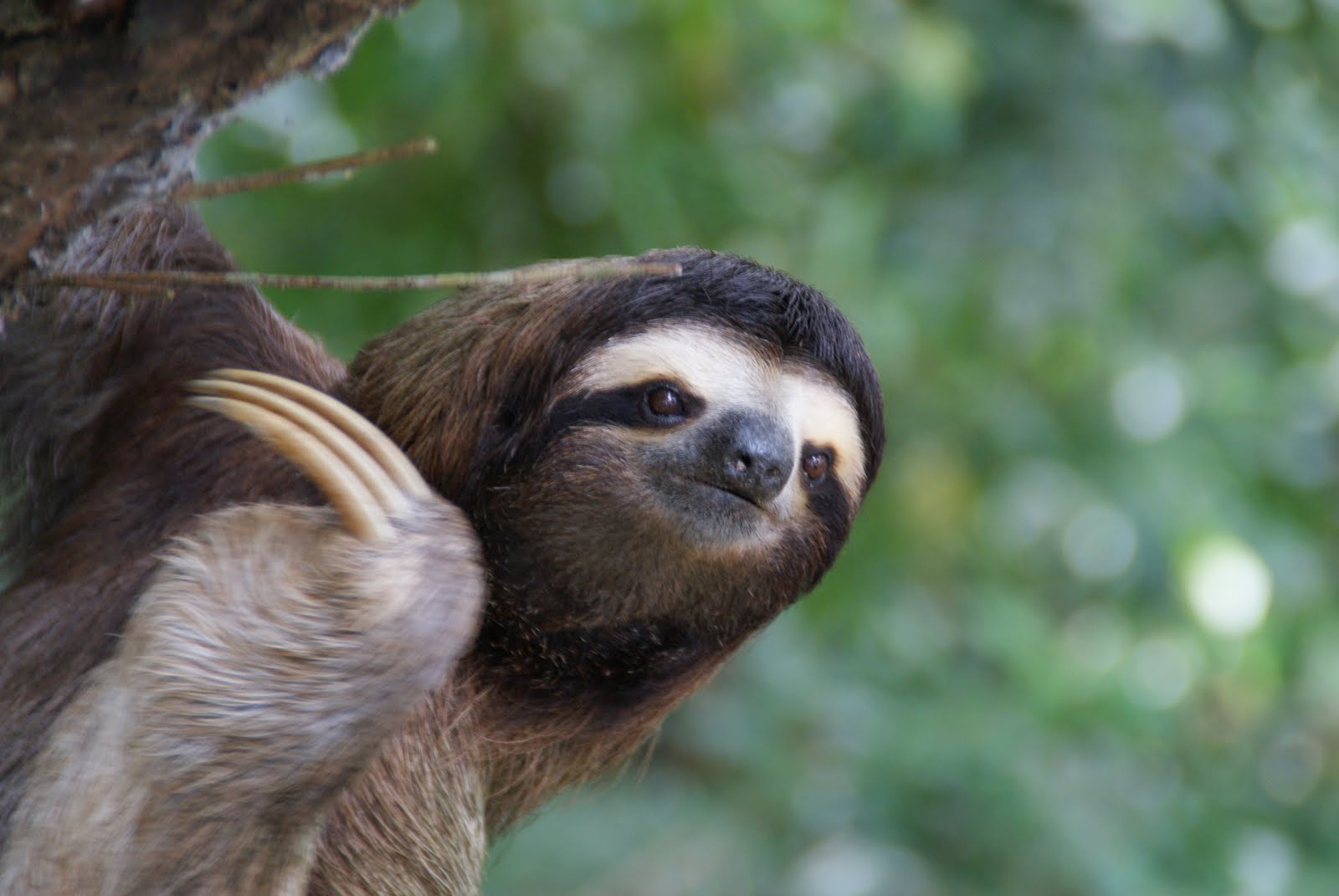Sloth at Cahuita by Pauline (22).JPG