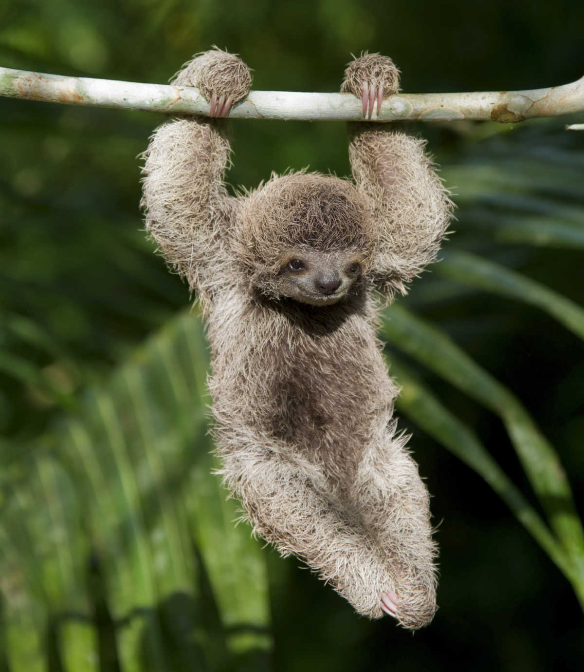 sloth baby hanging.jpg