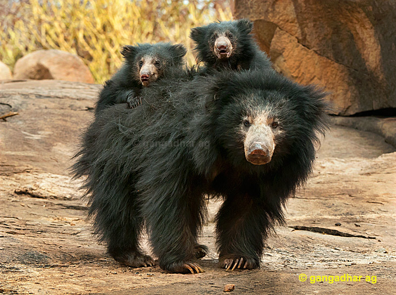 sloth-bear-07-2521661405.jpg