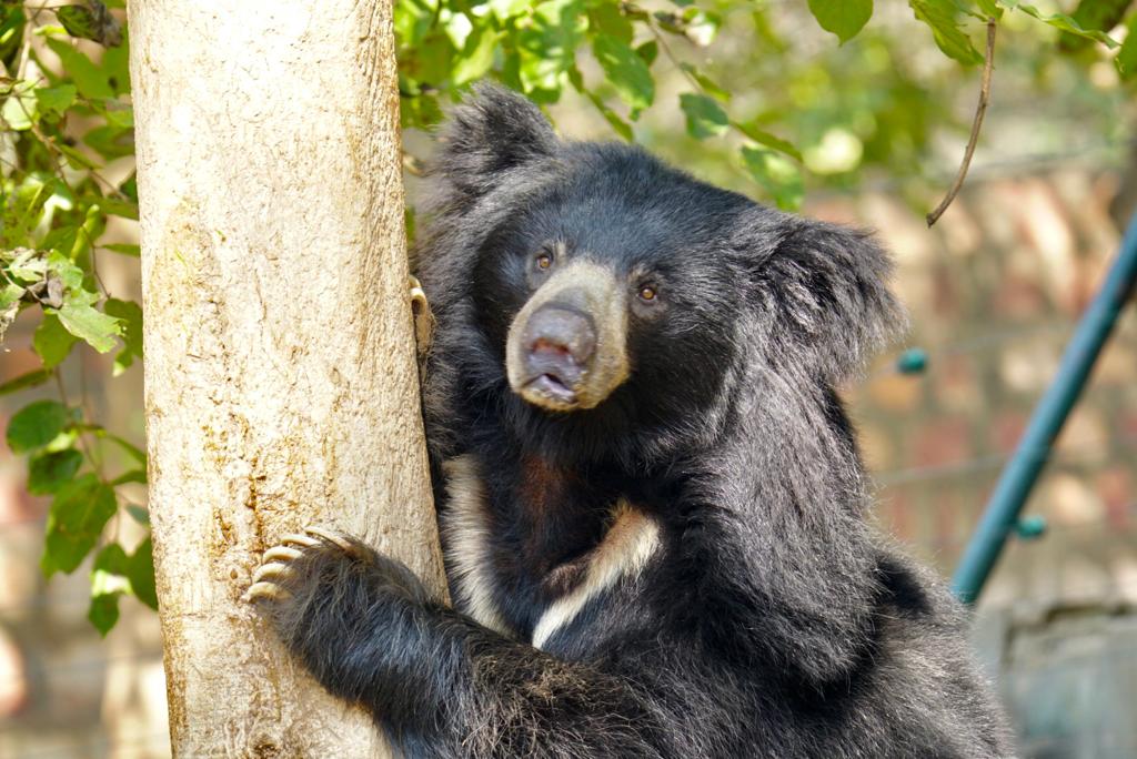 Sloth-Bear-shot.jpeg