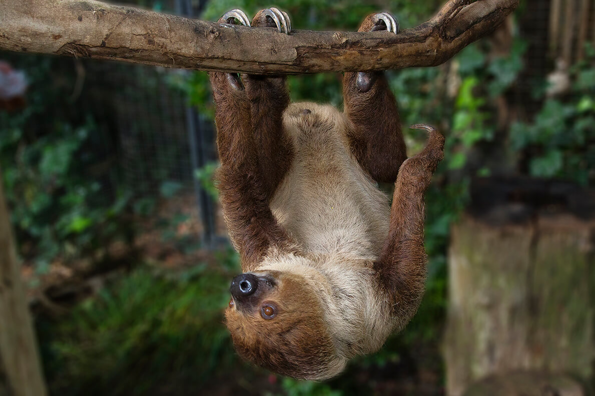 sloth_hangingon_animals.jpg