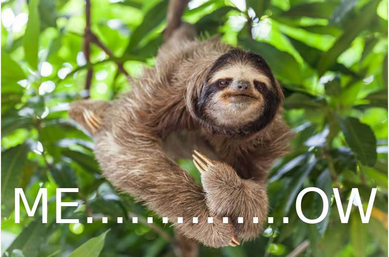 slothsarefar.jpg