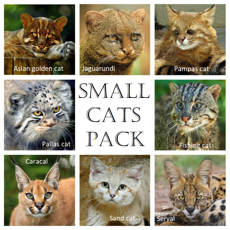 small cats.png