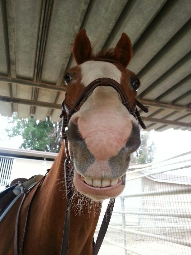 smiling_horse_by_emmybhorses_d6527nx-fullview.jpg