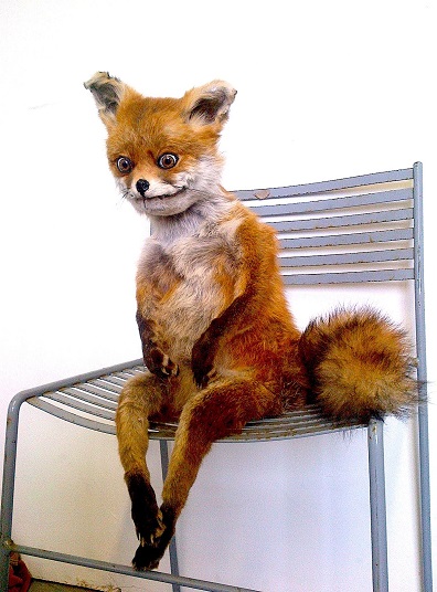 smoller taxidermy fox.jpg