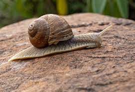 snail.jpg