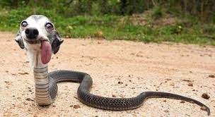 snake dog.jpg