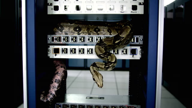 snakes on servers.jpg