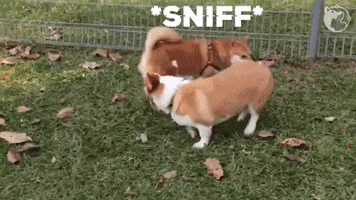 sniff.gif