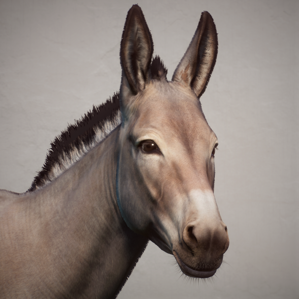 somalidonkey-png.368352