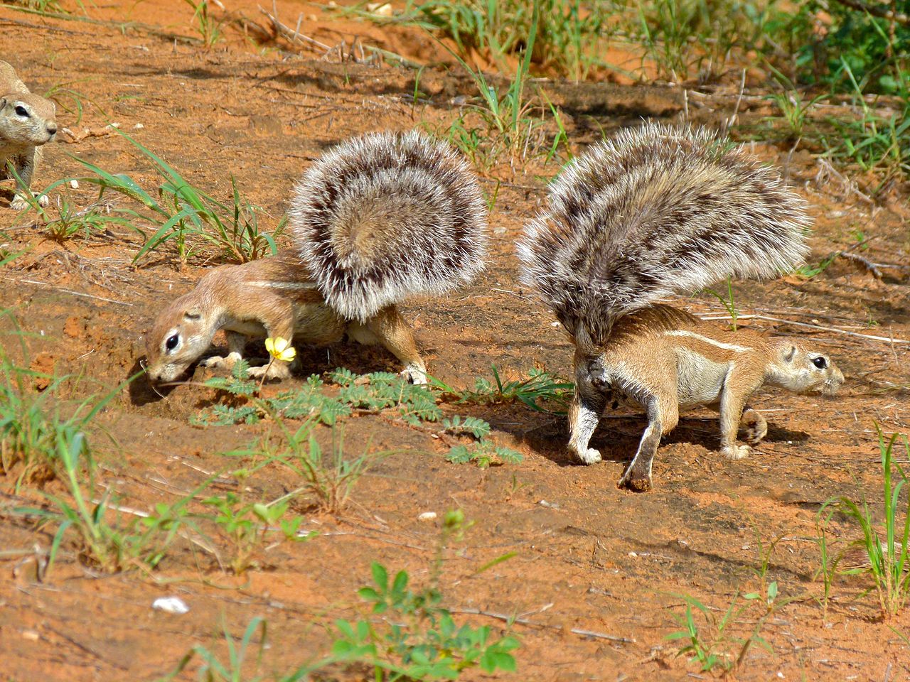 South African ground squirrel.jpg