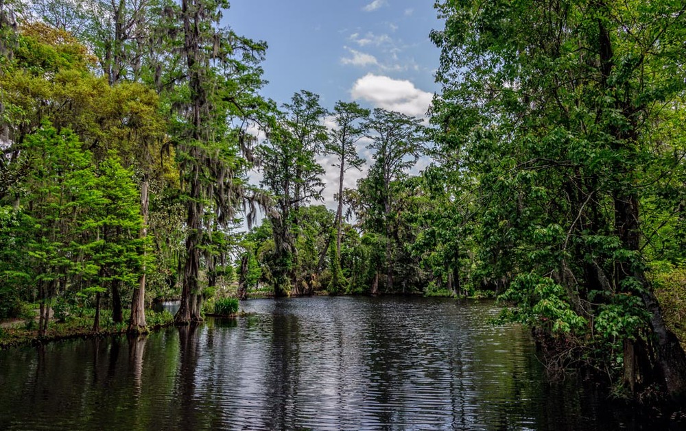 South+Carolina+Swamp+Garden.jpg