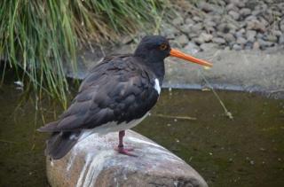 South Island Oystercatcher.jpg