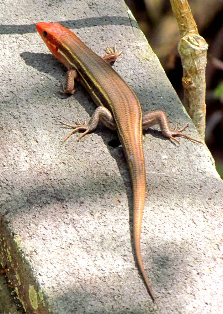 Southeastern_Five-lined_Skink,_adult_male,_FL.jpg