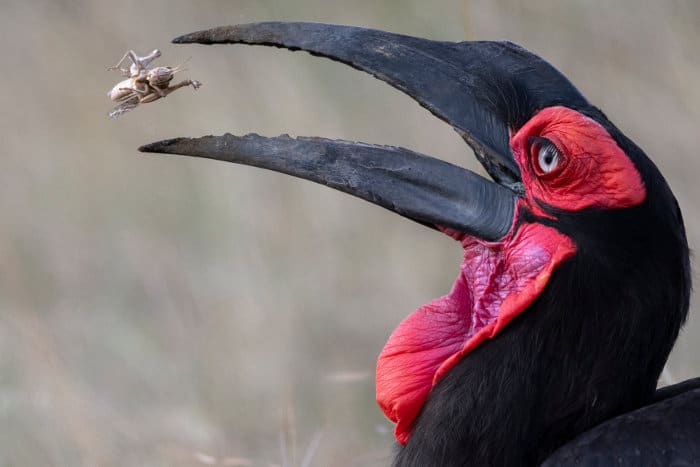 southern-ground-hornbill-eating.jpg