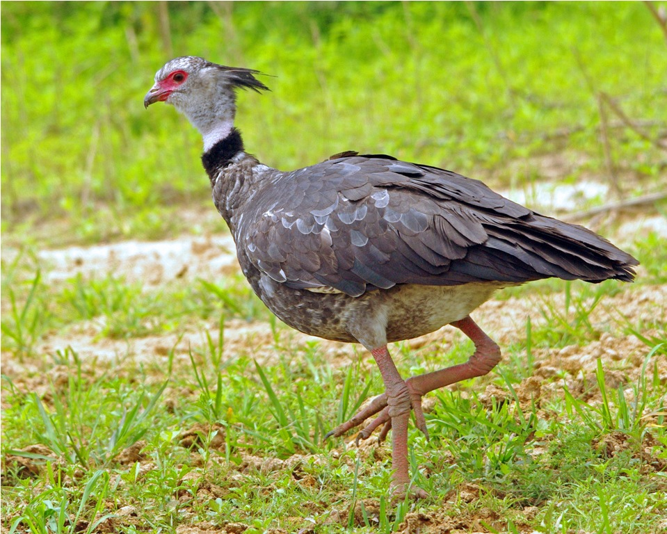 southern screamer.png