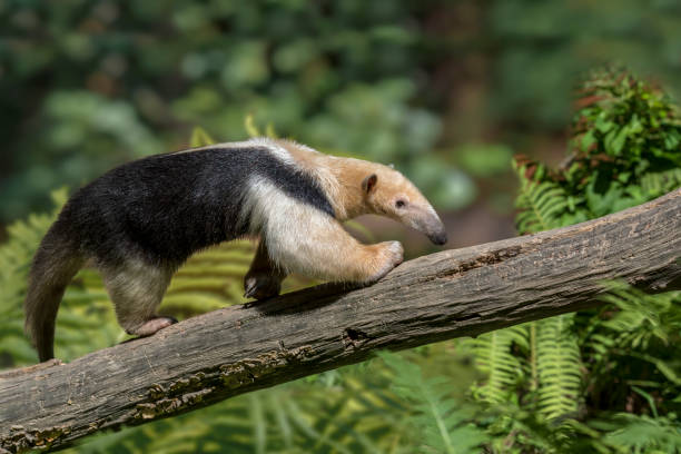Southern Tamandua 04.jpg