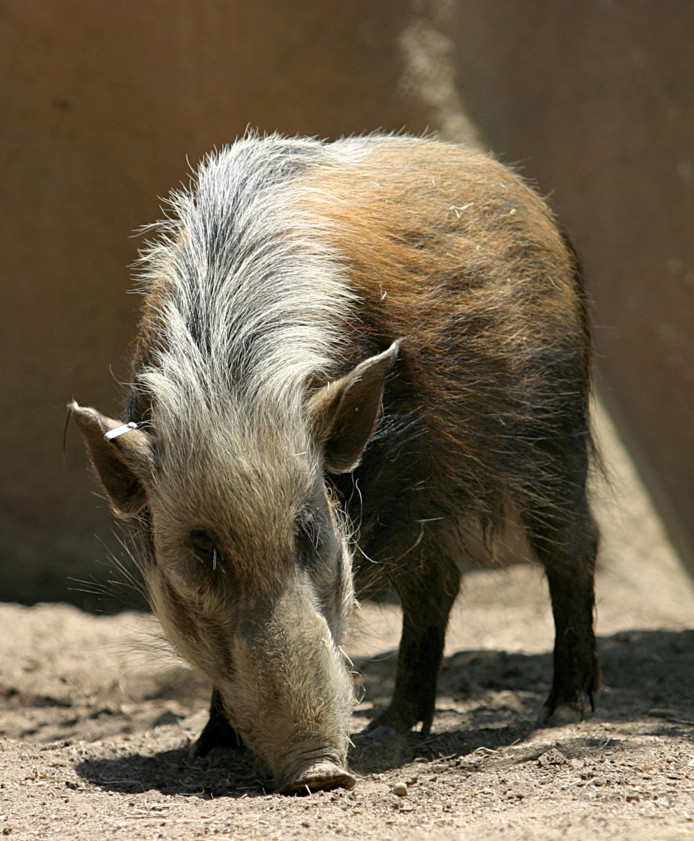 Southern_Bush_Pig.jpg