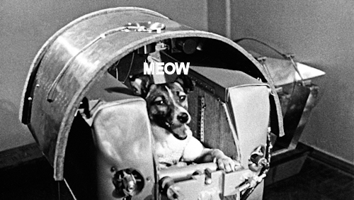 spacecat.jpg