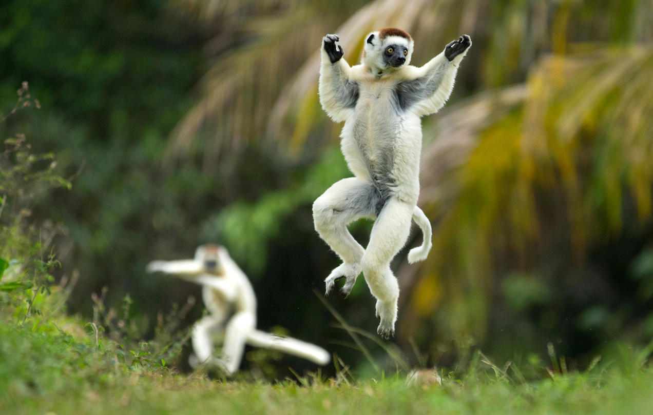 specieswatch_lemurs_f44wth_rm_ds_2400.jpg