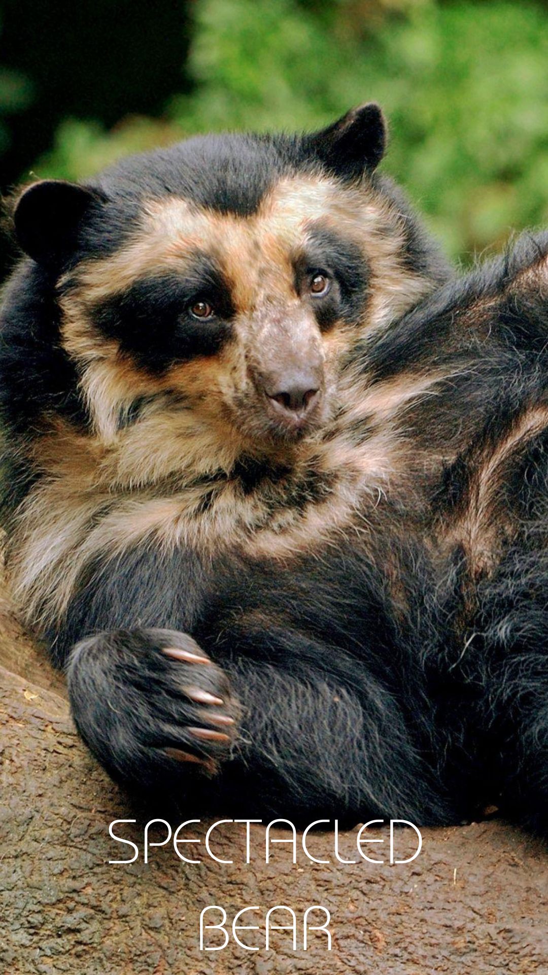SPECTACLED BEAR-2.jpg