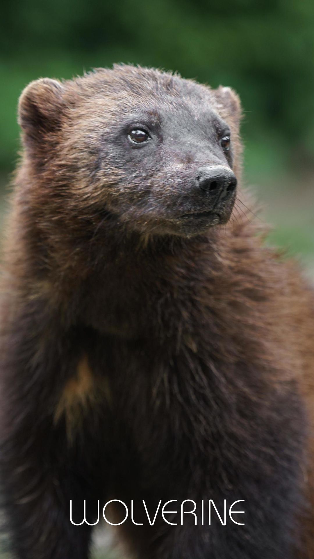 SPECTACLED BEAR-5.jpg