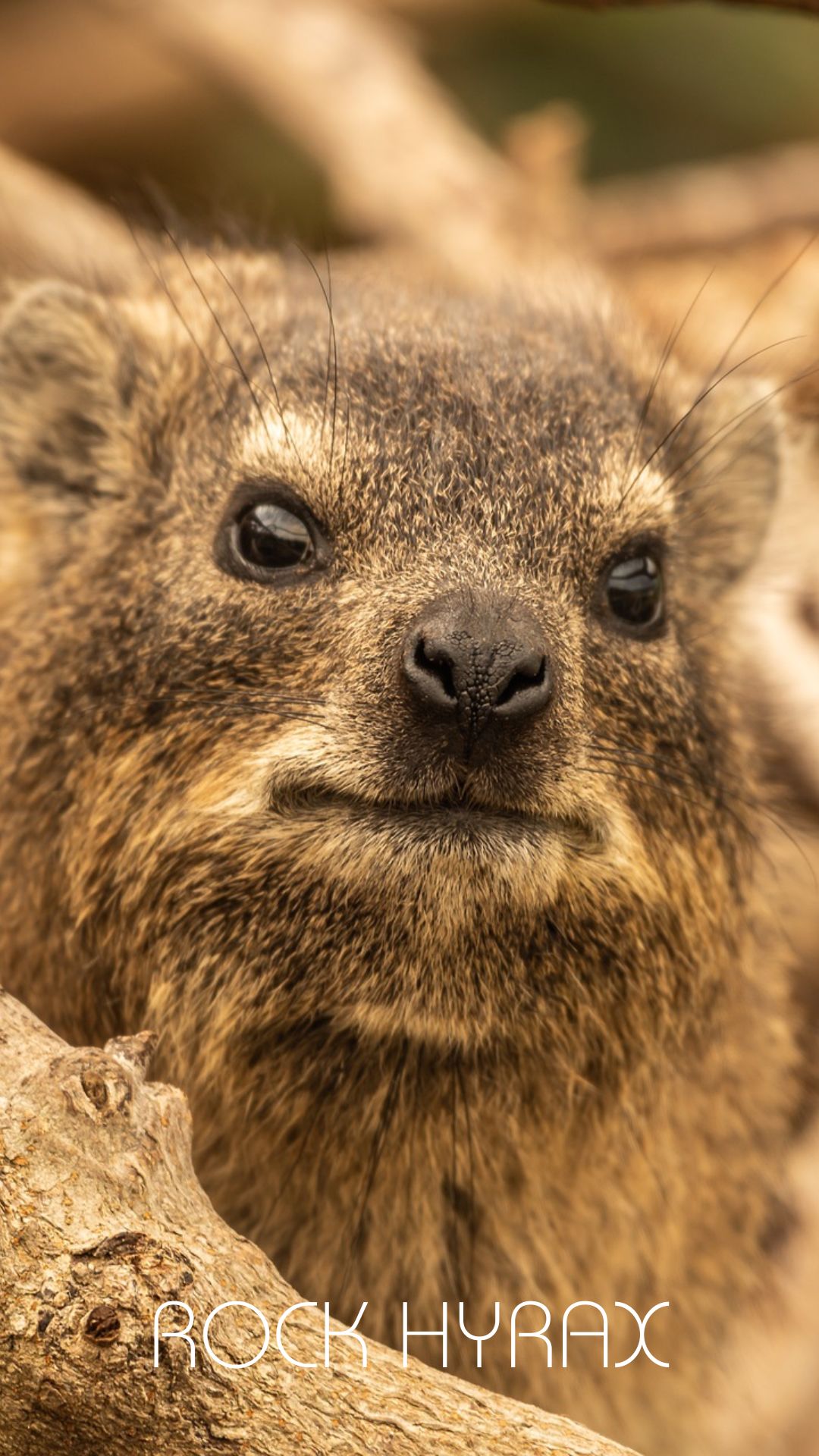 SPECTACLED BEAR-6.jpg