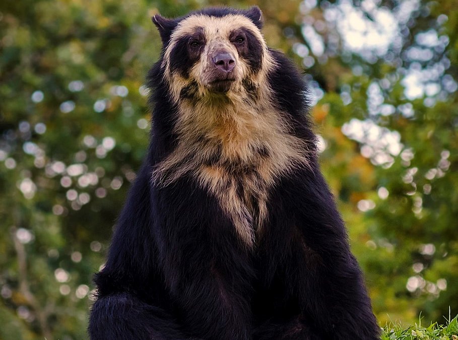 spectacled bear.jpg